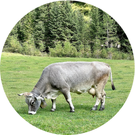 cow is grazing in the meadow